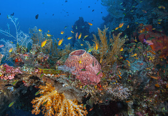 Obraz na płótnie Canvas Coral reef South Pacific, USAT Liberty