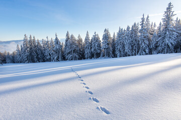Animal traces in deep powder snow leading into the forest