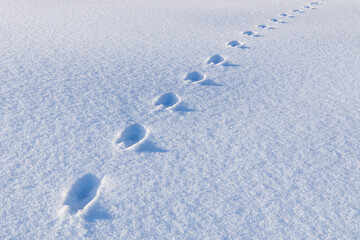 Foot prints of a deer in powder snow