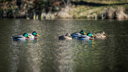 mallard ducks sleeping on the lake
