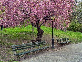Central Park in spring,Japanese Cherry Tree;