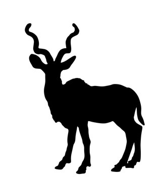 Wild male Kudu antelope vector silhouette illustration isolated on white background. Tragelaphus strepsiceros portrait in natural habitat. Zoo attraction from Africa.