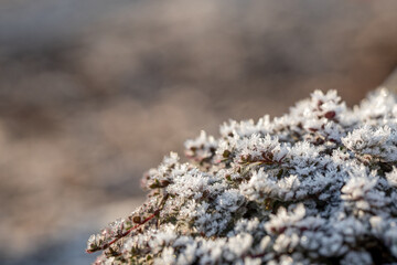 plant in the garden is covered with an ice crust