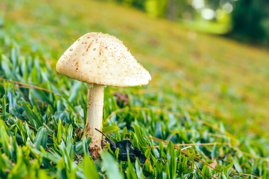 Mushroom in the Botanical Garden in Faxinal do C&eacute;u, Pinh&atilde;o, Paran&aacute;, Brazil: 2023
