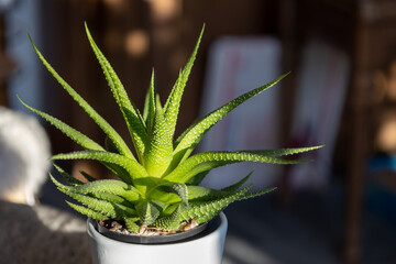 Close up macro view of a small potted haworthia houseplant, with defocused indoor background
