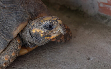 animales y naturaleza en Colombia