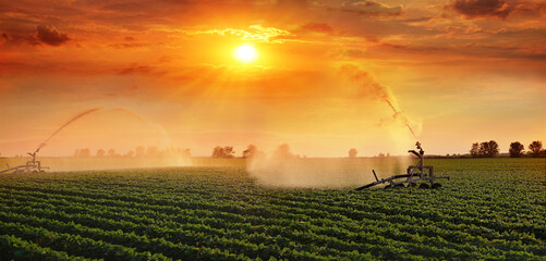 Irrigation system on agricultural soybean field at sunset helps to grow plants in the dry season....
