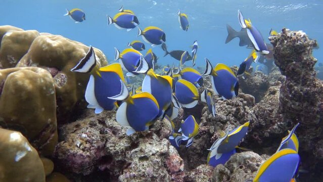 School of tropical surgeonfish fishes slow motion
