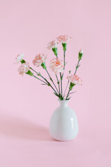 Beautiful pink Carnation flowers in a vase on a pink pastel background.