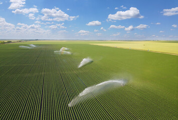 Aerial view of irrigation system rain gun sprinkler on agricultural soybean field helps to grow...