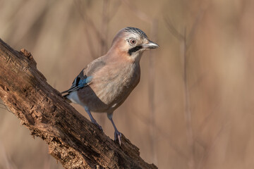 Eurasian Jay (Garrulus glandarius) perched on a branch in the forest in winter.