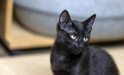Beautiful lively black Kitten