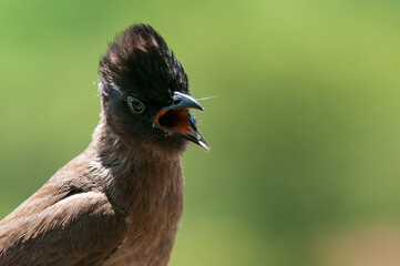 Young southern black mynah