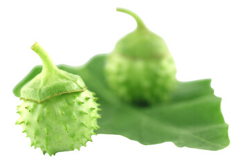 Medicinal Datura with leaf