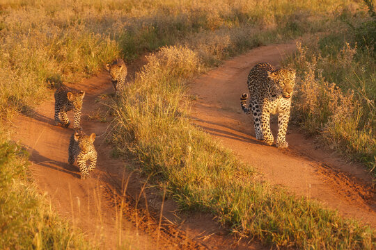 A leopardess with three kittens walking along a reddish sandy road through the savannah in the morning sun, bright colours, direct view, morning safari in Kruger Park, South Africa.