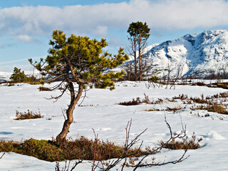 Pine tree in snow landscape