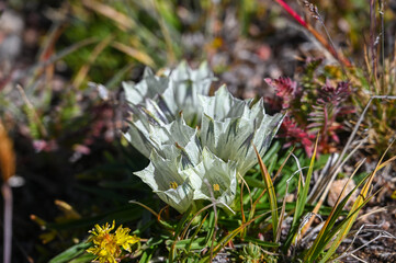 Arctic Gentian wildflower in an alpine setting