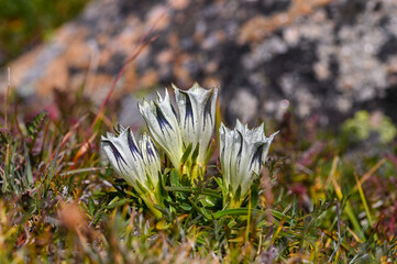 Alpine Wildflower in the grass