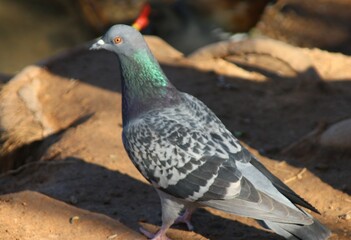 pigeon on the ground