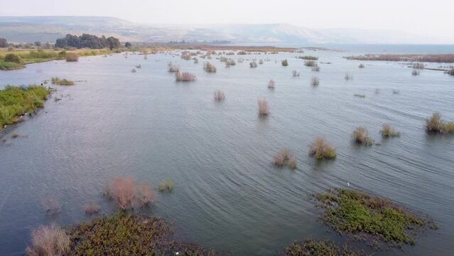 Aerial view of a lake with in water vegetation, Sea of Galilee, Israel.