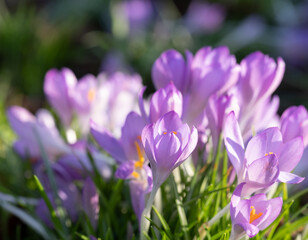Colourful light purple crocuses reflecting the sun. They are growing in the grass outside the historic walled garden in Eastcote, Hillingdon, north London, UK.