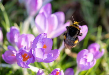 Large bee collecting pollen on light purple crocuses reflecting the sun. They are growing in the grass outside the historic walled garden in Eastcote, Hillingdon, north London, UK.