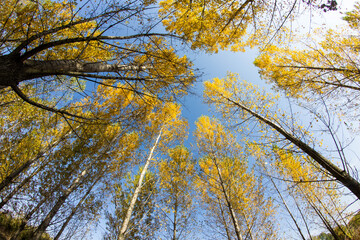 Colorful autumn trees in forest