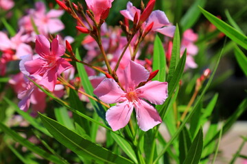 Flowers pink oleander bloomed in spring. Nerium oleander, Shrub, tree, garden plant for medicine,...