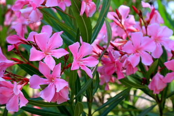 Flowers pink oleander bloomed in spring. Nerium oleander, Shrub, tree, garden plant for medicine,...