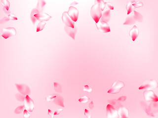 Pink cherry blossom petals isolated