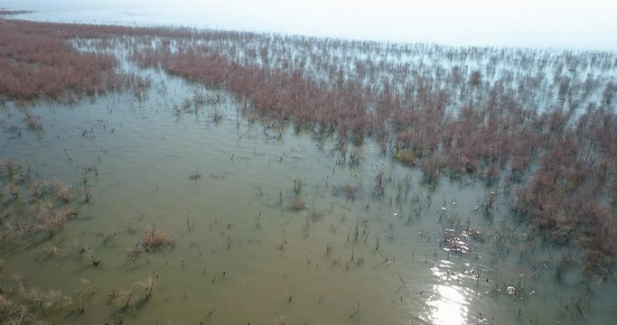 Aerial view of a lake with in water vegetation, Sea of Galilee, Israel.