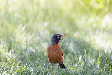 Portrait of a robin standing in grass.