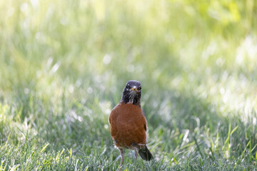 Portrait of a robin standing in grass.