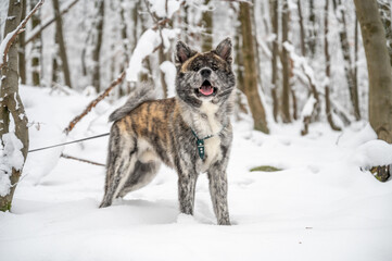 Cute Akita Inu Dog with gray orange fur looking at camera with open mouth, standing in the snow during winter with forest in background