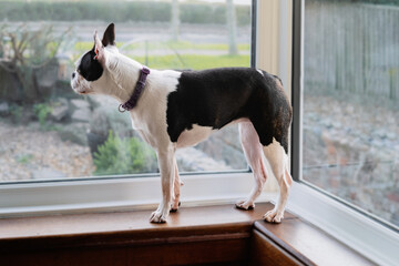 Boston Terrier dog standing on a windowsill looking out of the window.