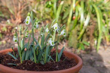 Close up of galanthus Phil Cornish snowdrops in bloom