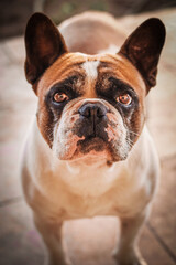 Fototapeta premium french bulldog puppy