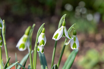 Close up of galanthus Phil Cornish snowdrops in bloom