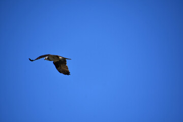 Stunning View of an Osprey Bird in Flight