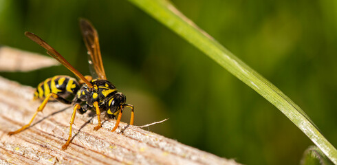 European paper wasp (Polistes dominula) - obrazy, fototapety, plakaty