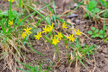 Yellow star-of-Bethlehem flowers (Gagea lutea) on a green meadow
