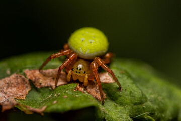 Araniella cucurbitina, sometimes called the 
