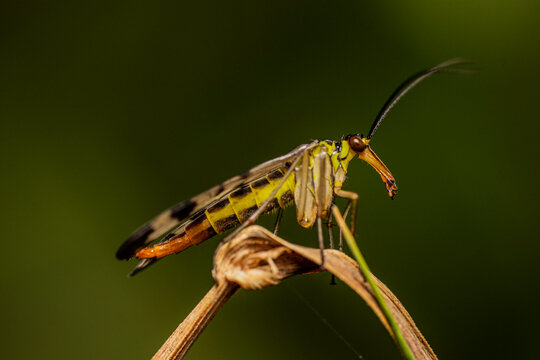 A female scorpion fly - mecoptera - Powered by Adobe