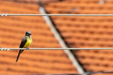 The Tropical Kingbird also known as Suiriri perched on power wire under roof. Species Tyrannus melancholicus. Animal world. Birdwatching. Yellow bird.