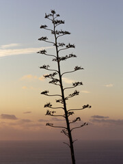 cliff agave