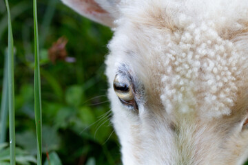 Detail of a sheep's head showing one eye and part of the forehead next to a green meadow