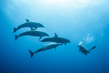 Bottlenose dolphins and scuba diver, French Polynesia