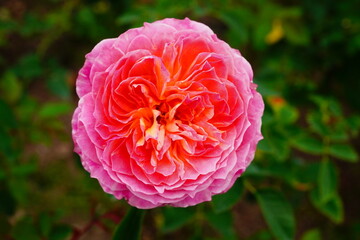 可憐なピンクの花