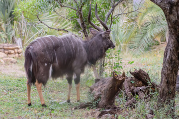 The lowland nyala or simply nyala is a spiral-horned antelope native to southern Africa.