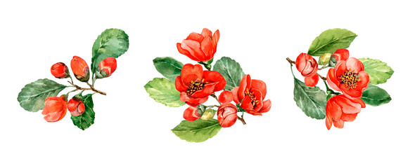 Spring bright flowering branches with red flowers of Japanese camellia with buds, green leaves. Set of three bouquets on a white background. Hand drawn watercolor illustration for cards, print.